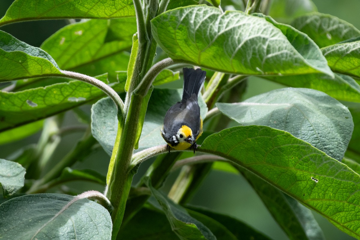 Süslü Ötleğen - ML644543982