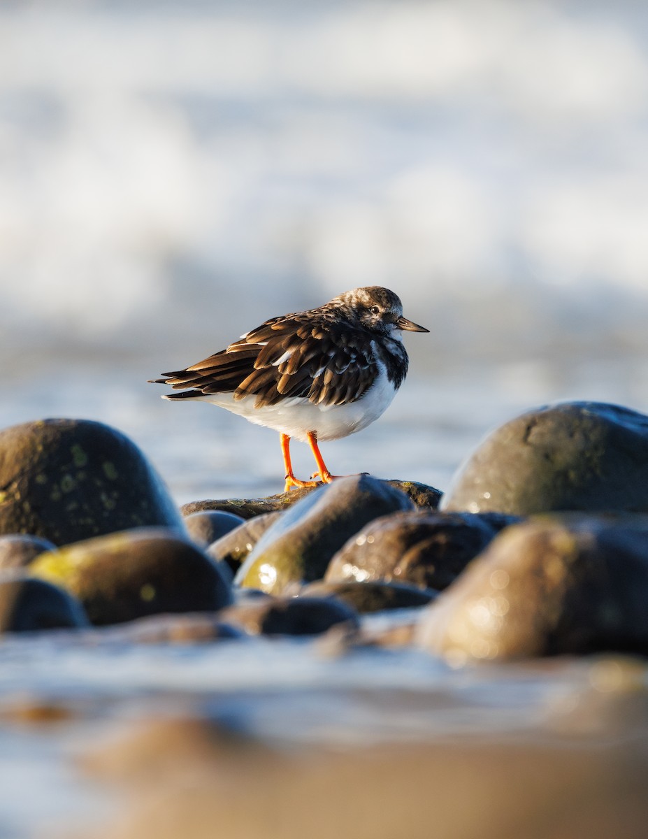 Ruddy Turnstone - ML644543983