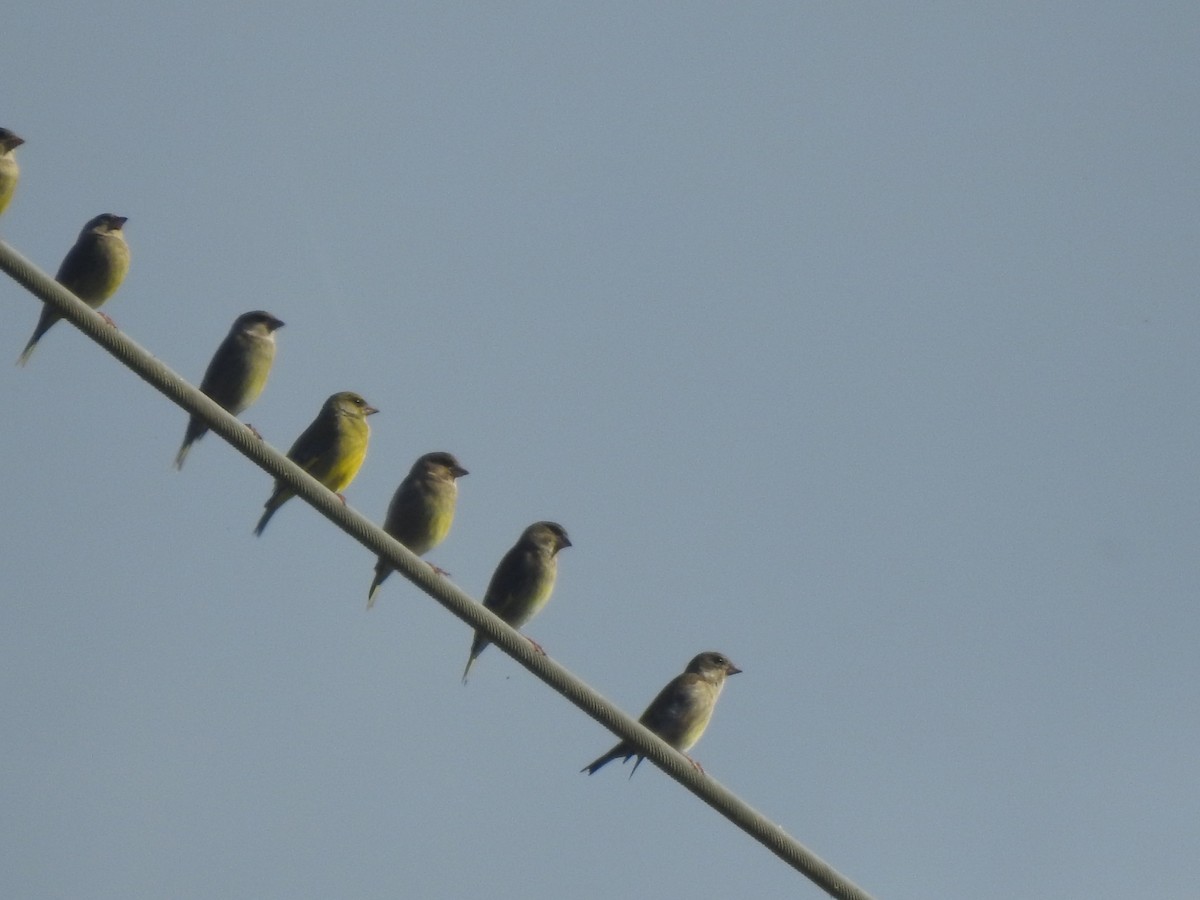 Verdier d'Europe - ML644543985