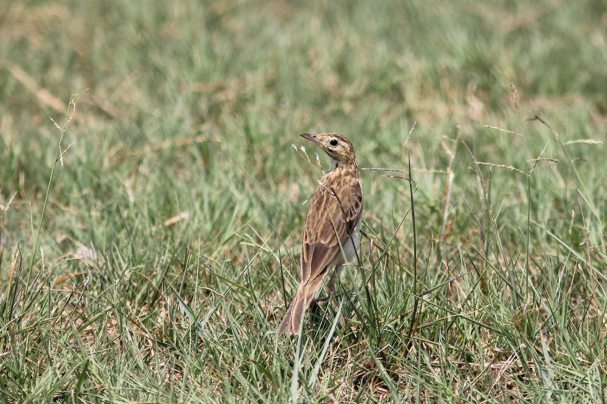 Bisbita Oriental - ML644543992