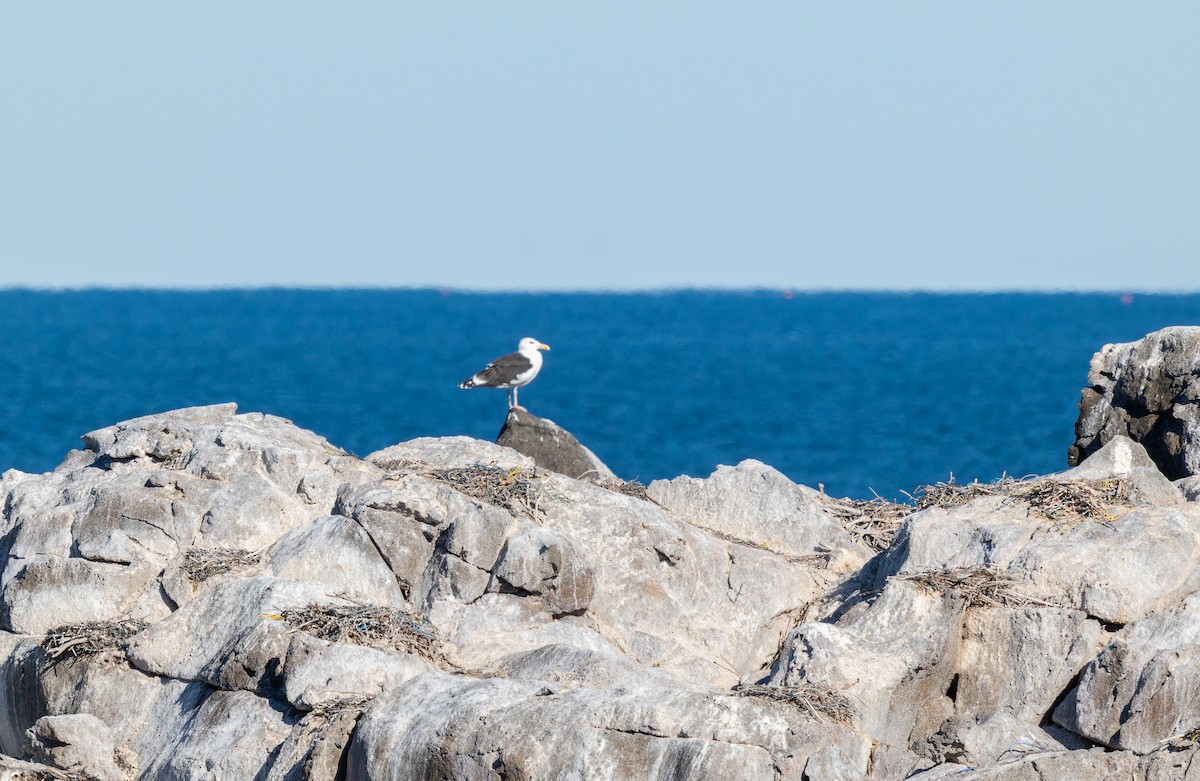 Gavión Atlántico - ML644543997