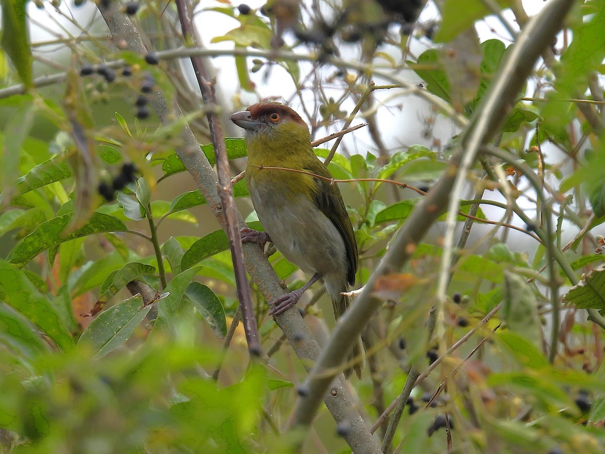 rustbrynvireo - ML644543999