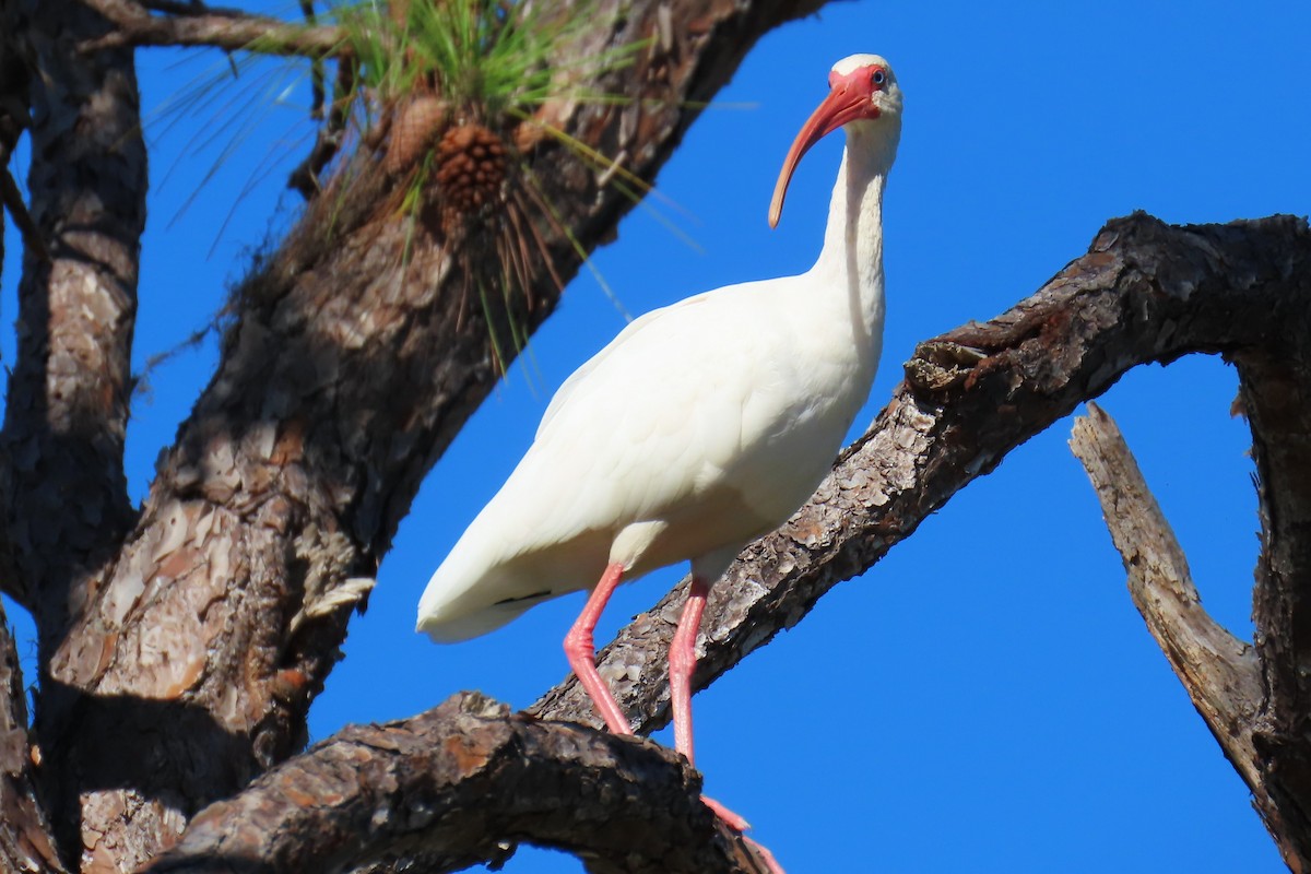 Ibis zuria - ML644544003