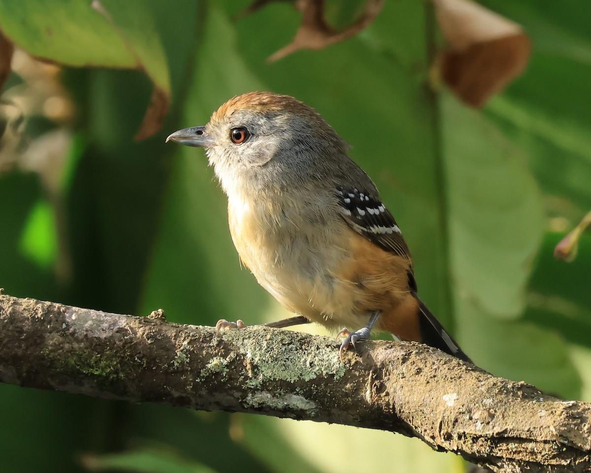 Variable Antshrike - ML644544004