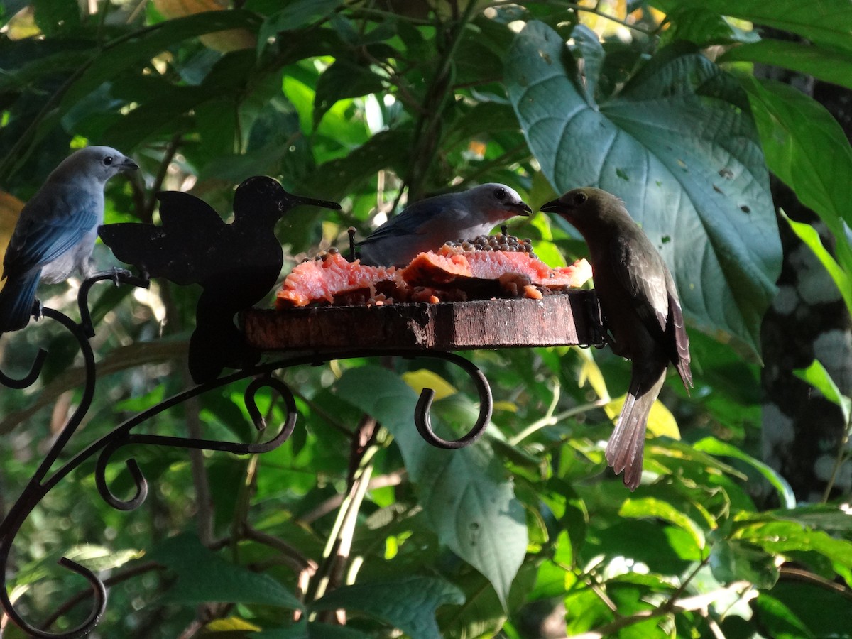 Palm Tanager - ML644544005