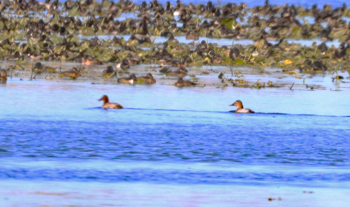 Fuligule à dos blanc - ML644544013