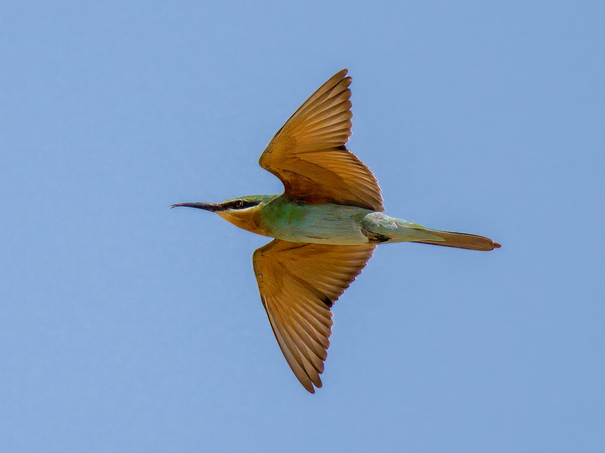 vlha modrolící - ML644544015