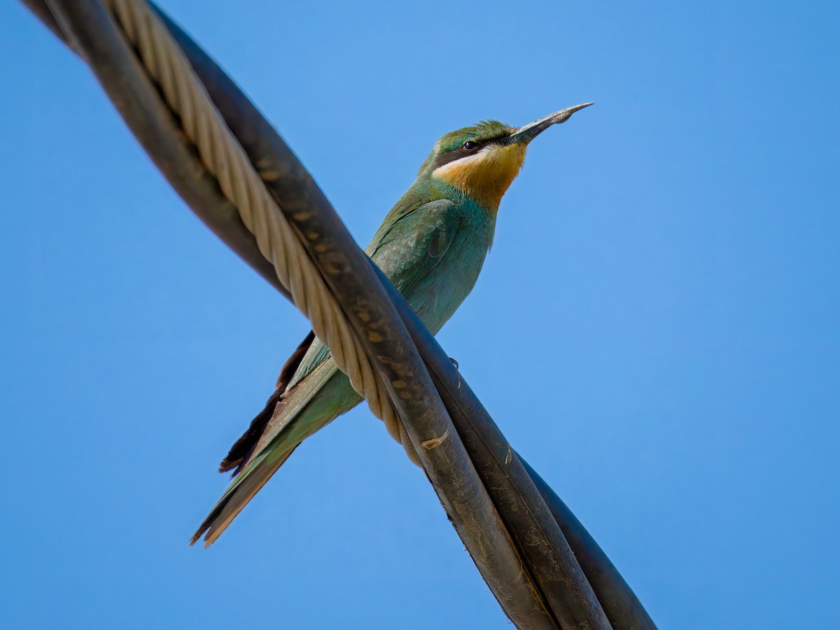 vlha modrolící - ML644544016