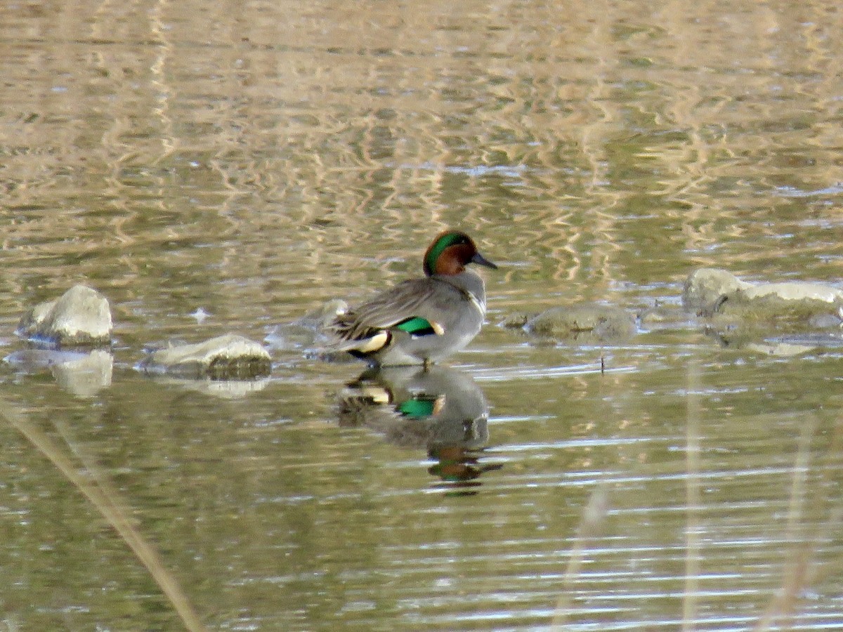 krikkand - ML644544017