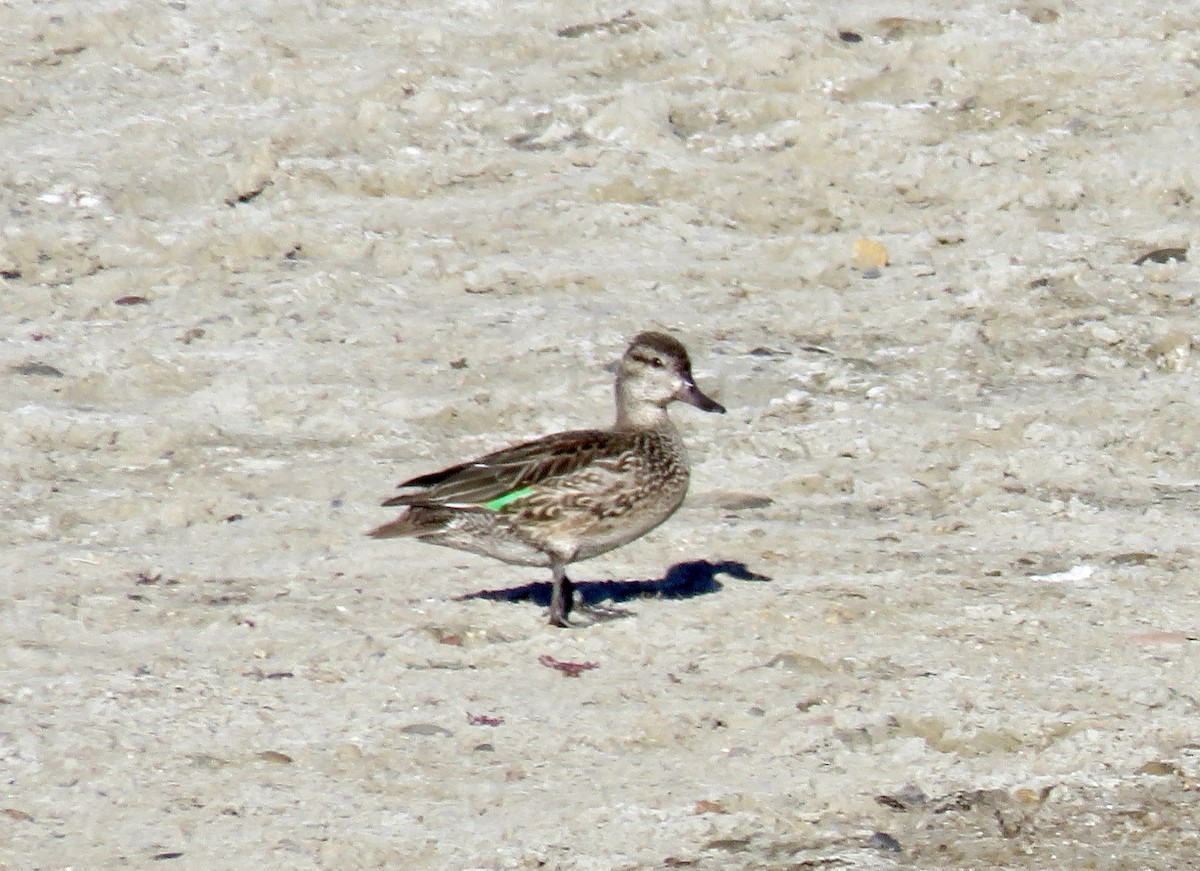 krikkand - ML644544018