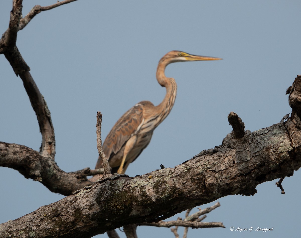 Purple Heron - ML644544021