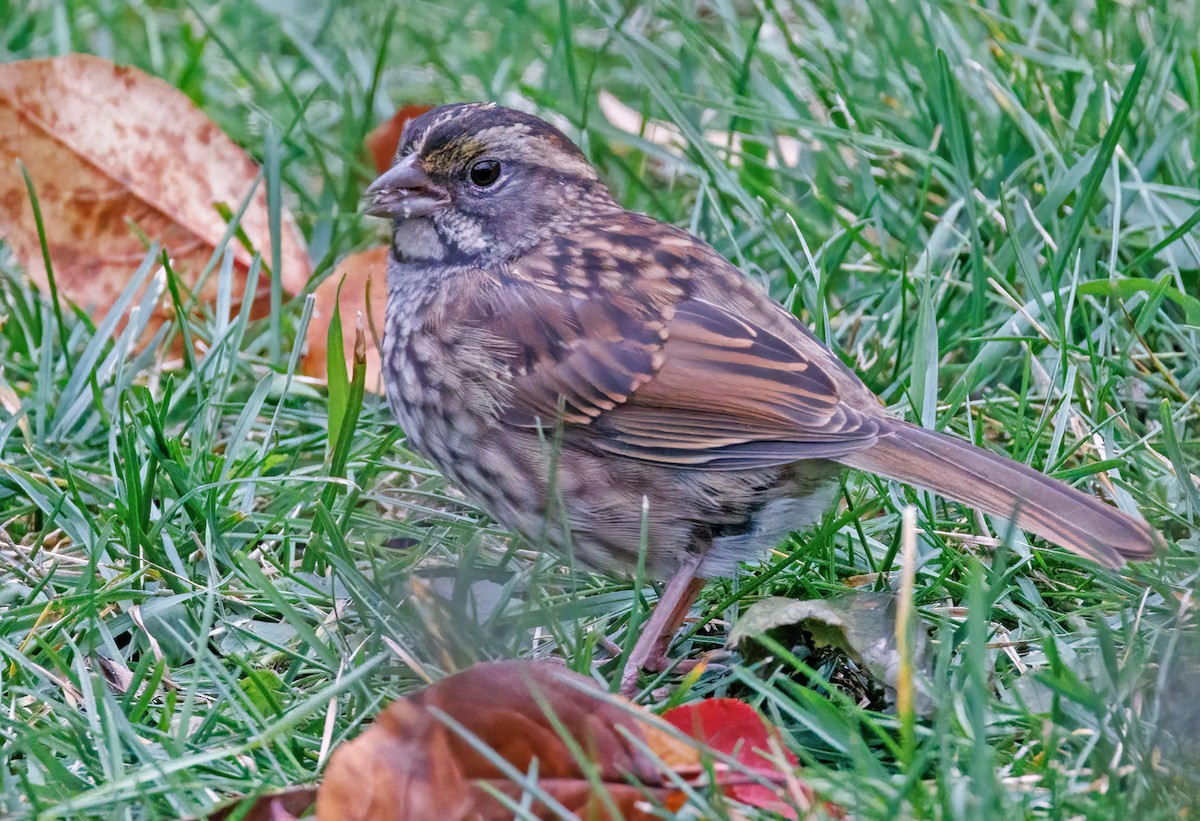 White-throated Sparrow - ML644544023