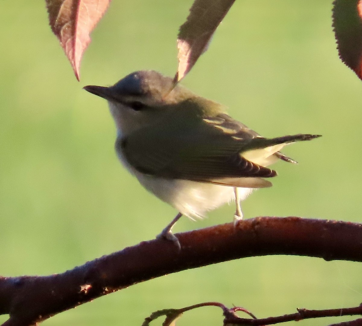 Red-eyed Vireo - ML644544025
