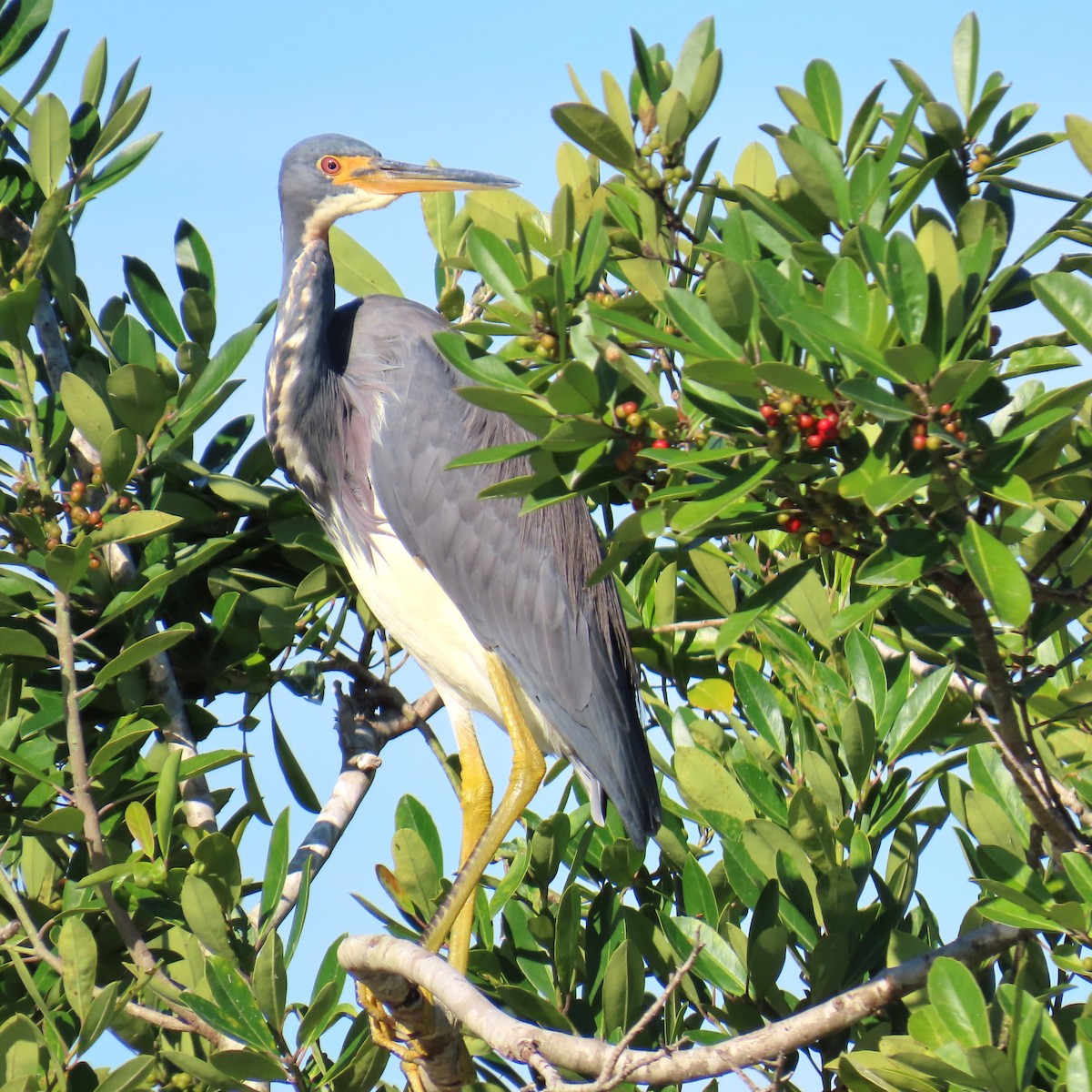 Koartzatxo hirukolorea - ML644544027