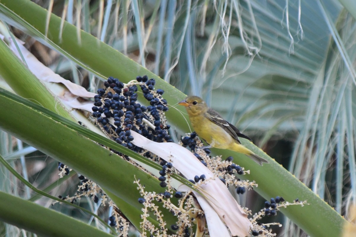 Western Tanager - ML644544028