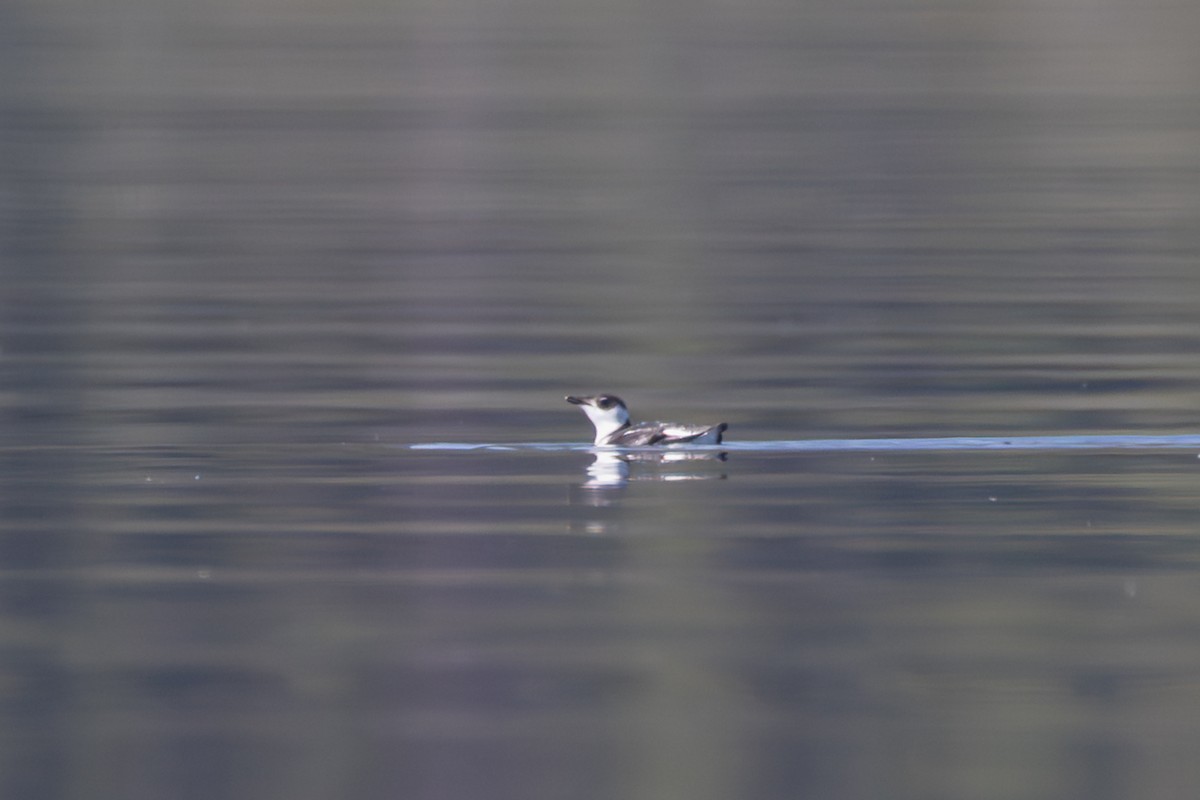 Marbled Murrelet - ML644544036