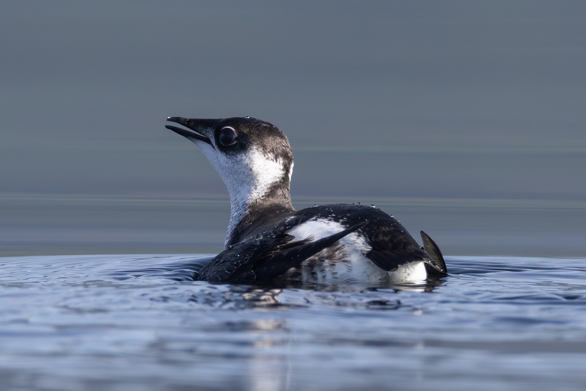 Marbled Murrelet - ML644544037