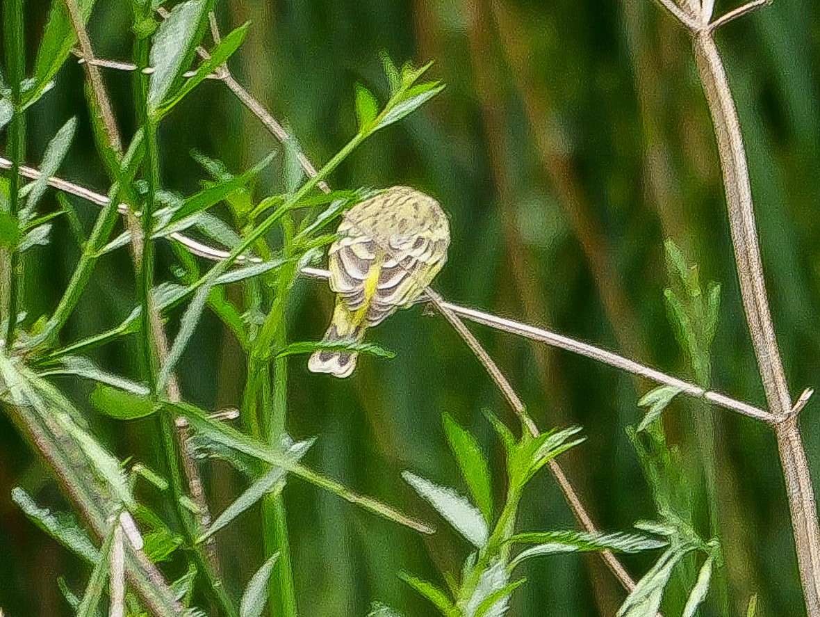 キマユカナリア - ML644544039