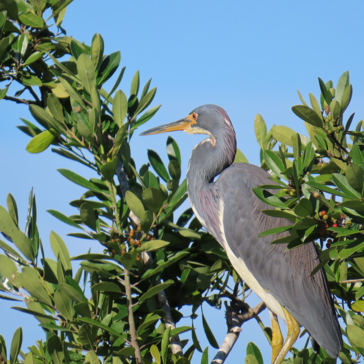 Koartzatxo hirukolorea - ML644544044