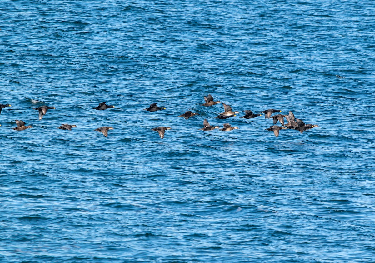 Ahatebeltz amerikarra - ML644544045