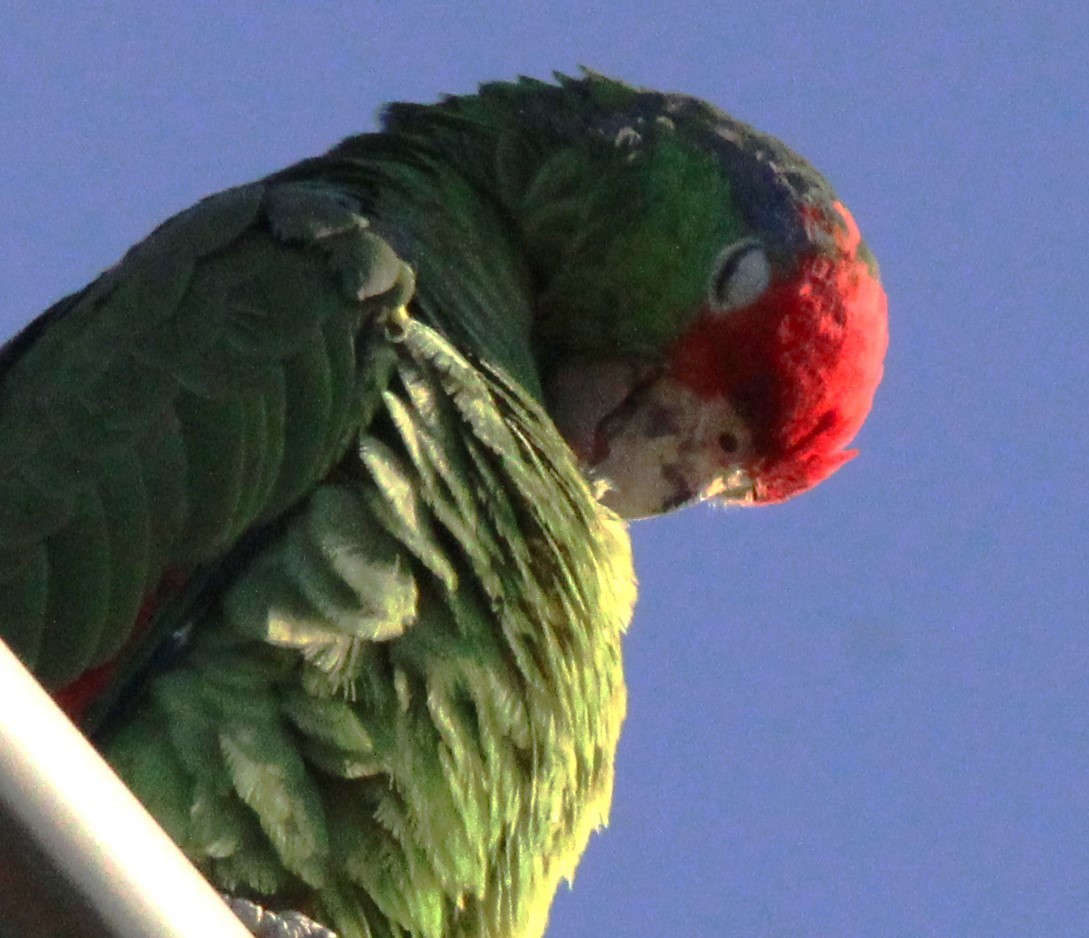 Lilac-crowned Amazon - ML644544046