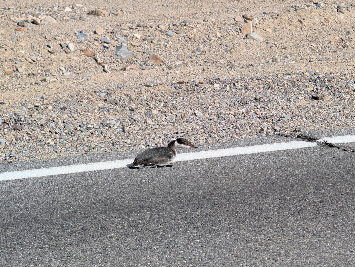 Horned Grebe - ML644544056