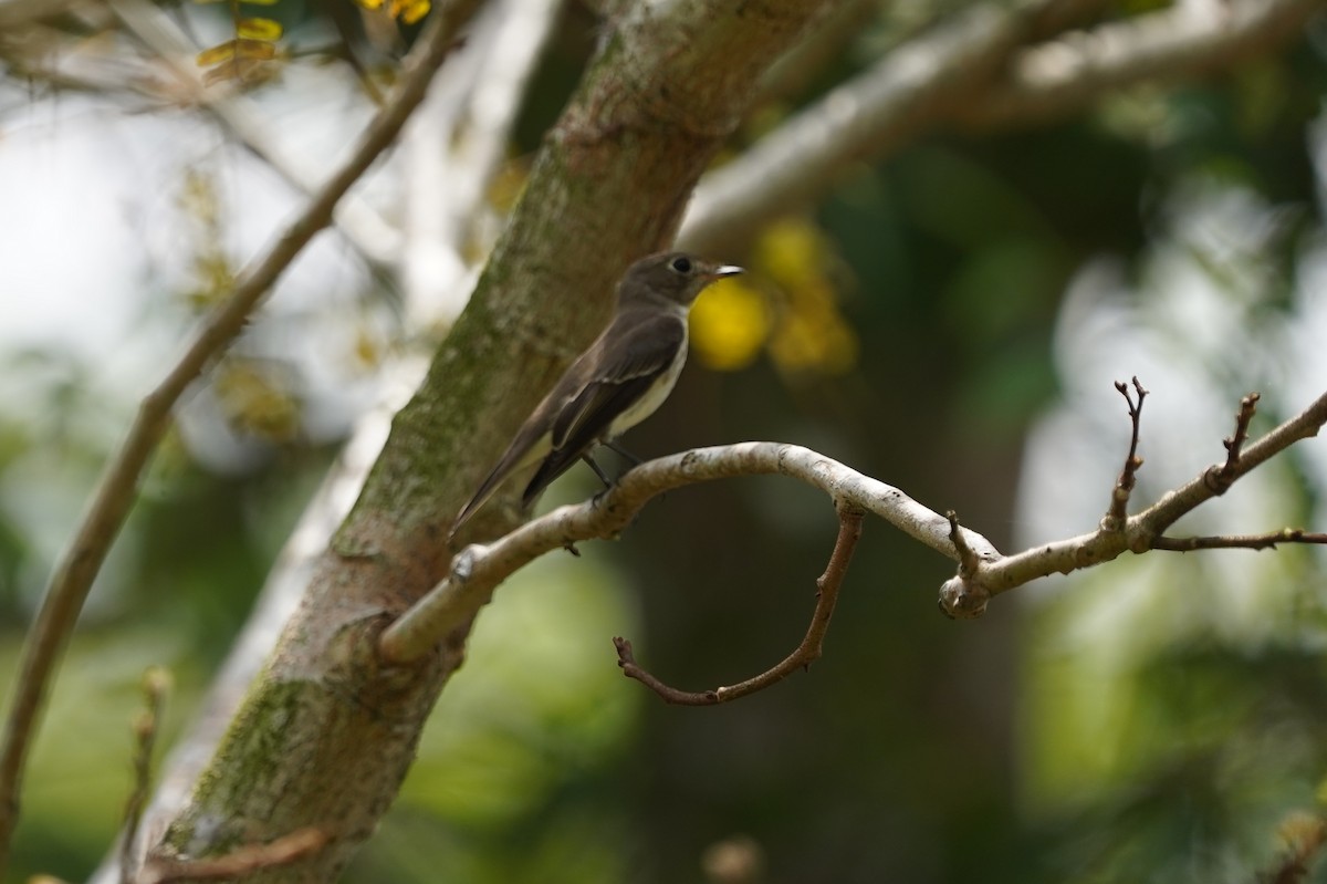 Asian Brown Flycatcher - ML644544064