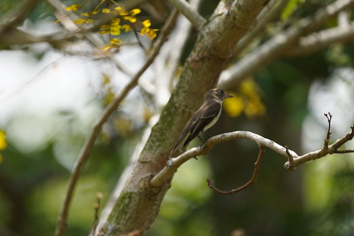Asian Brown Flycatcher - ML644544065