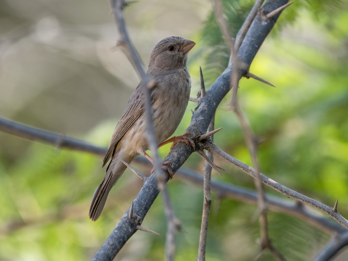 Serin d'Arabie - ML644544068