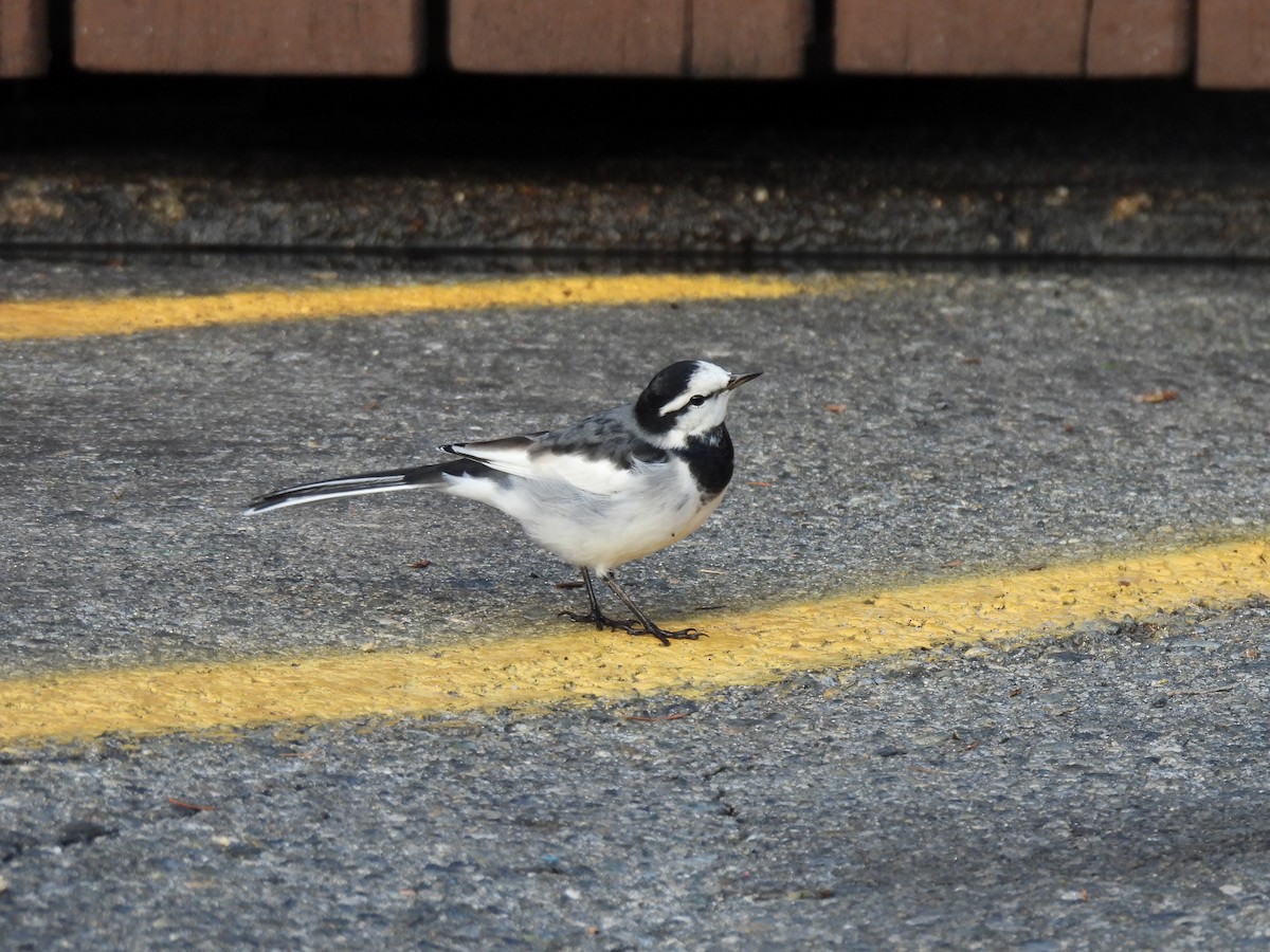 White Wagtail (Black-backed) - ML644544071