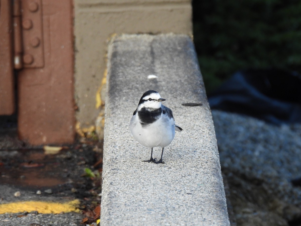 White Wagtail (Black-backed) - ML644544072