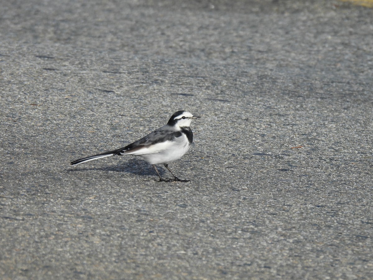 White Wagtail (Black-backed) - ML644544073