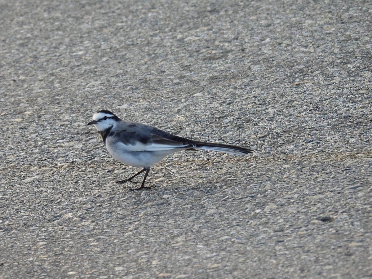 White Wagtail (Black-backed) - ML644544074