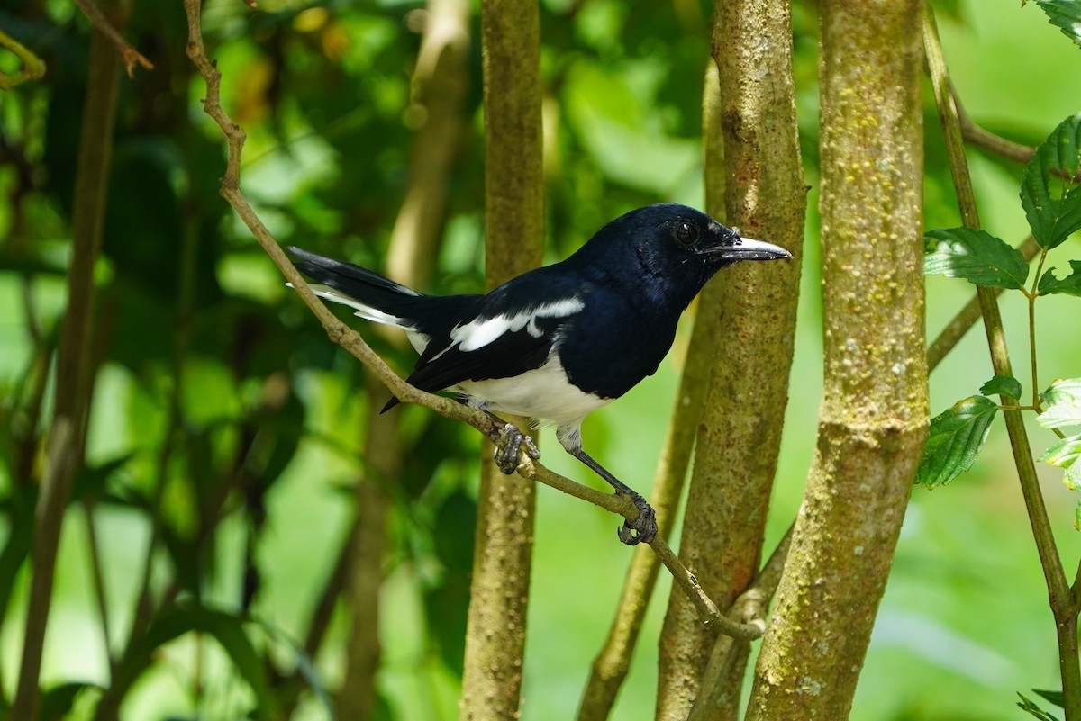 Oriental Magpie-Robin - ML644544075