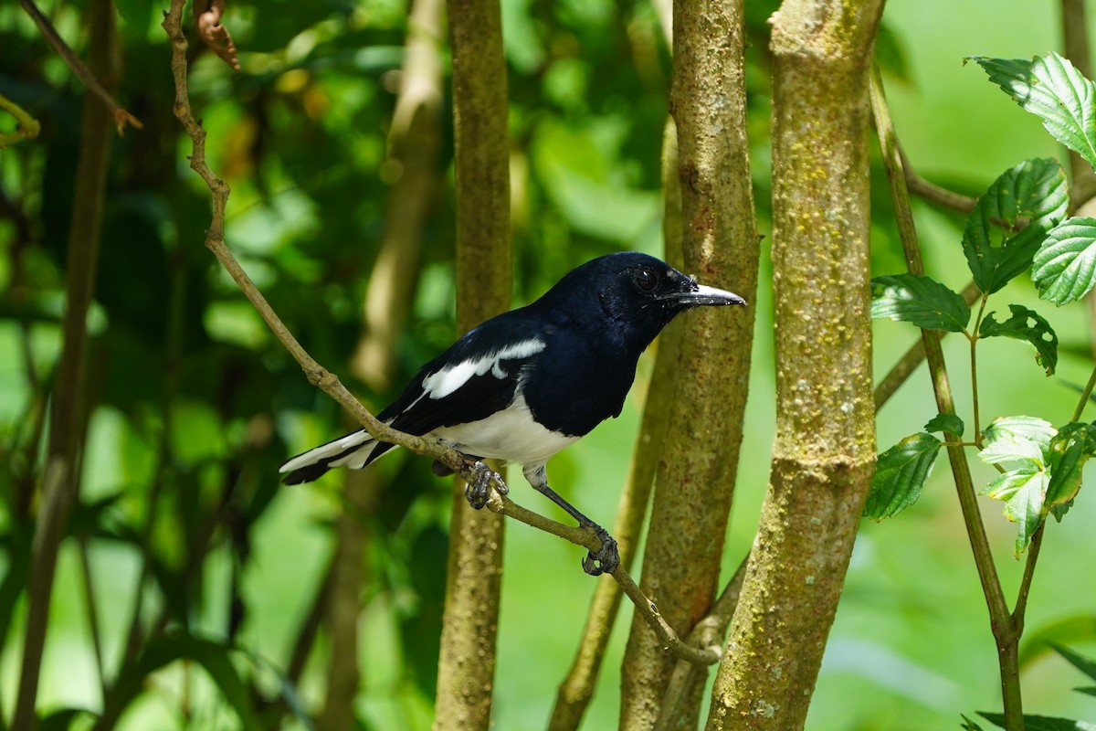 Oriental Magpie-Robin - ML644544076
