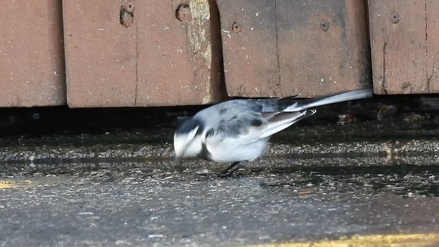 White Wagtail (Black-backed) - ML644544079