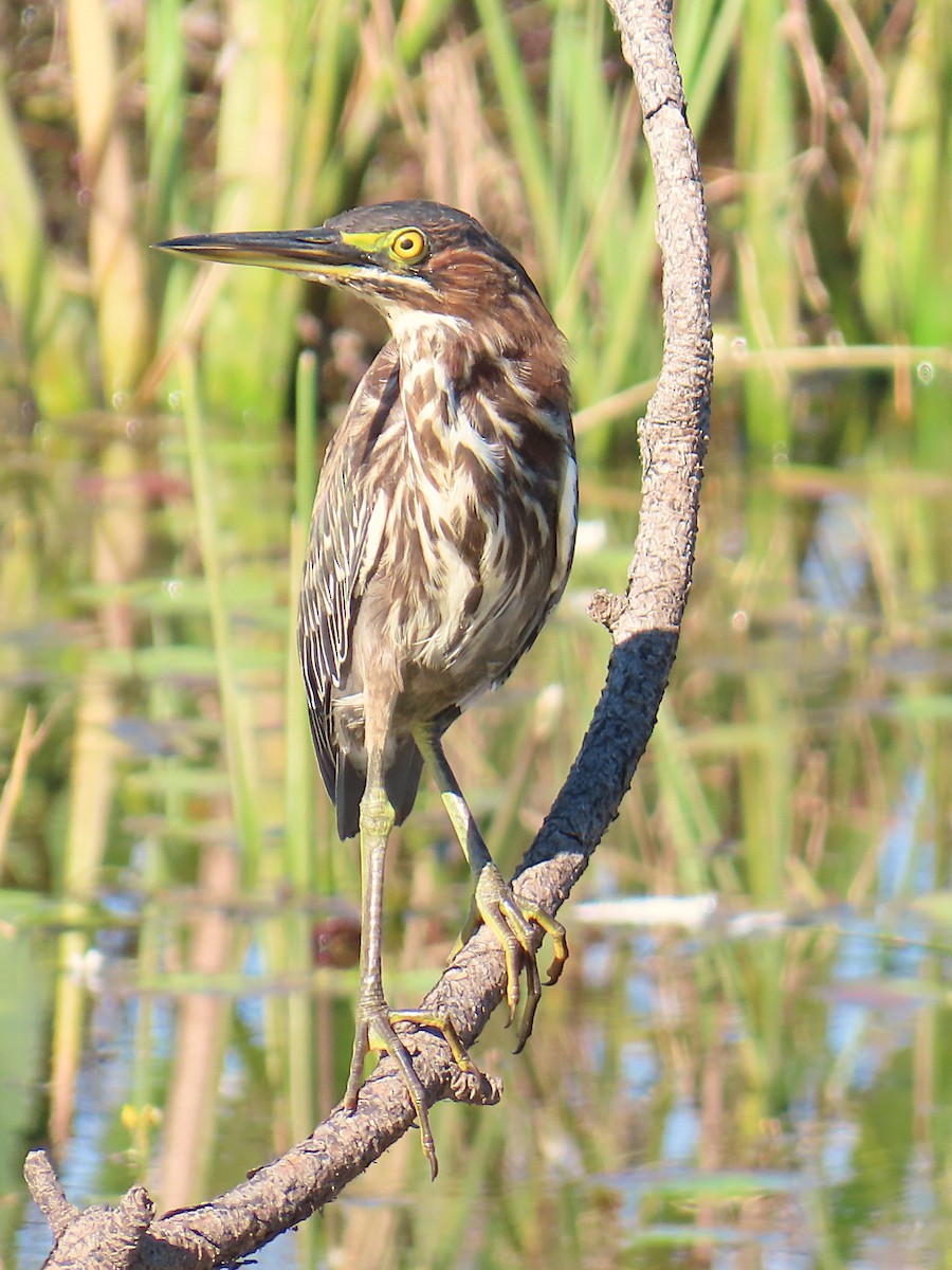 Koartzatxo berdea - ML644544080