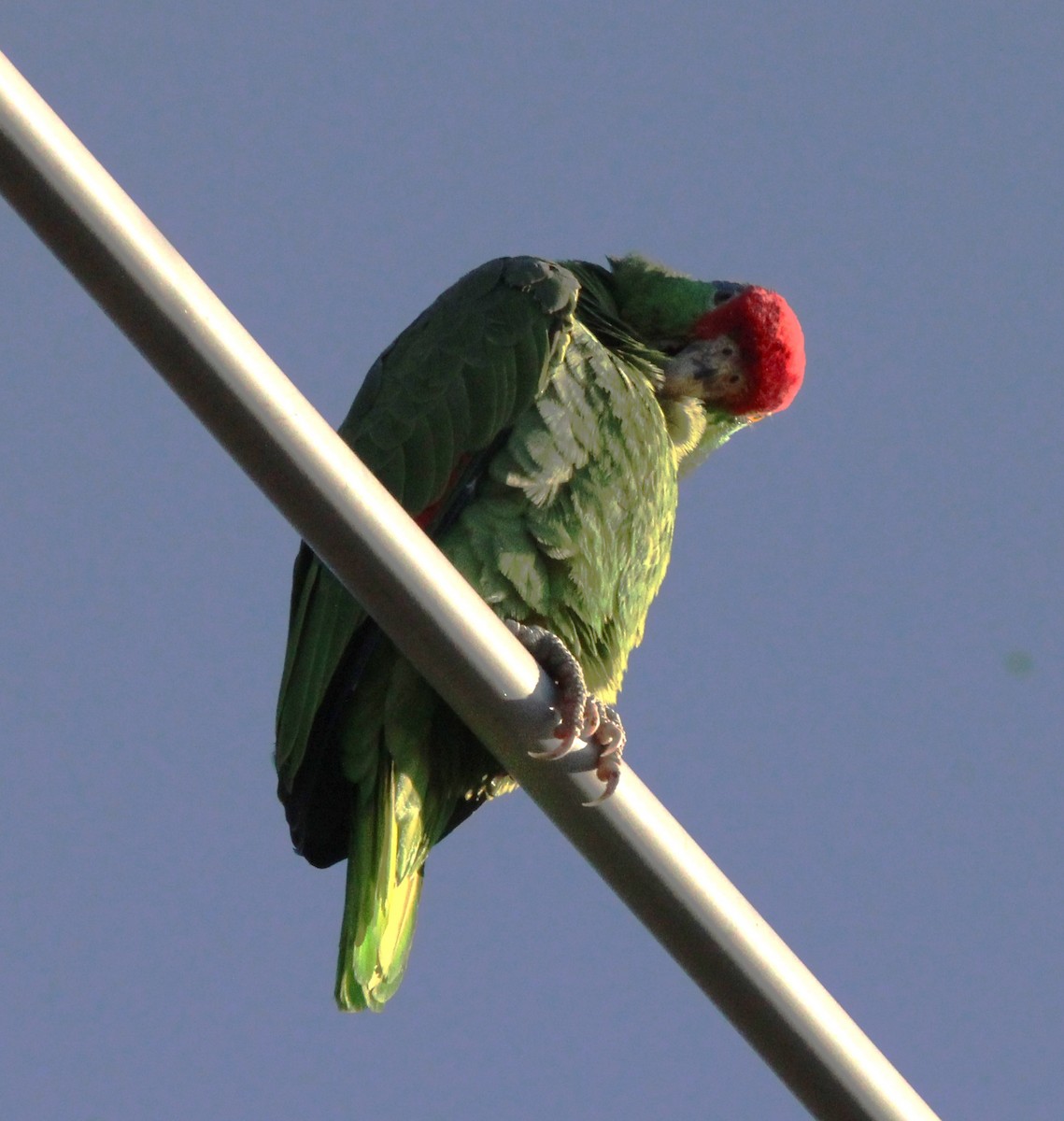 Lilac-crowned Amazon - ML644544081