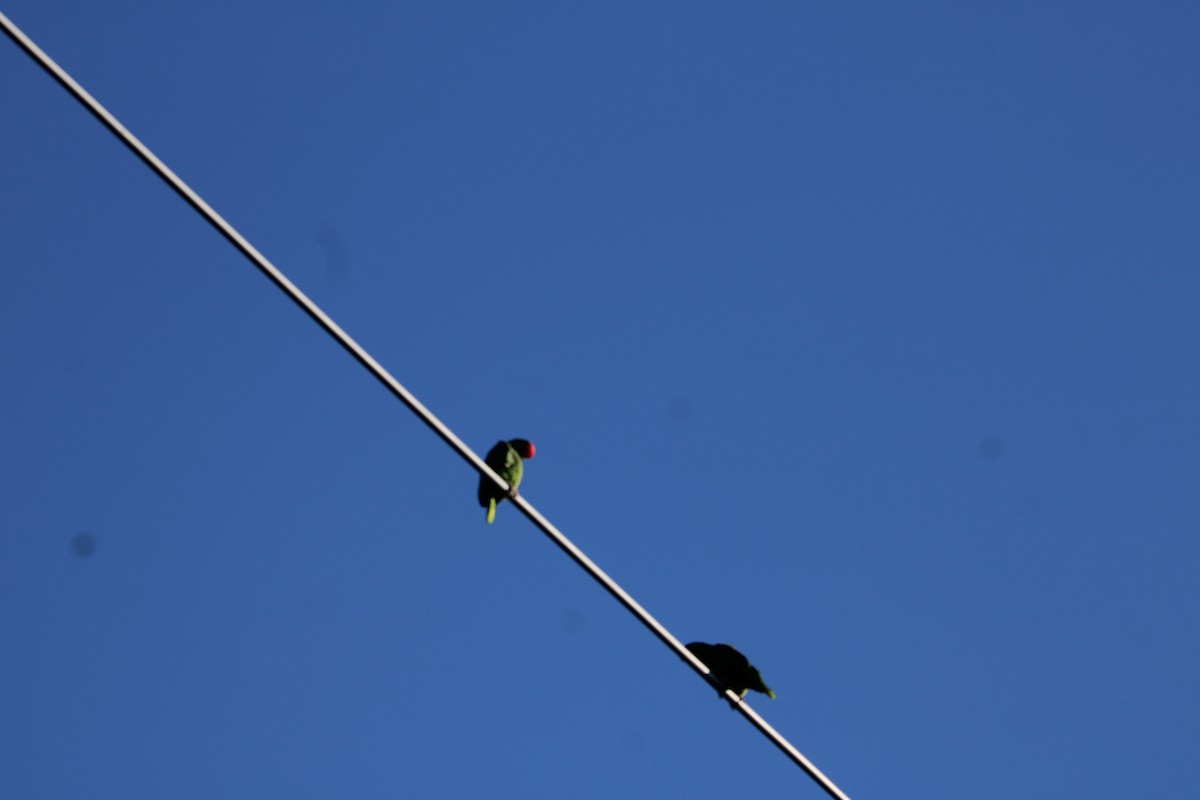 Lilac-crowned Amazon - ML644544082