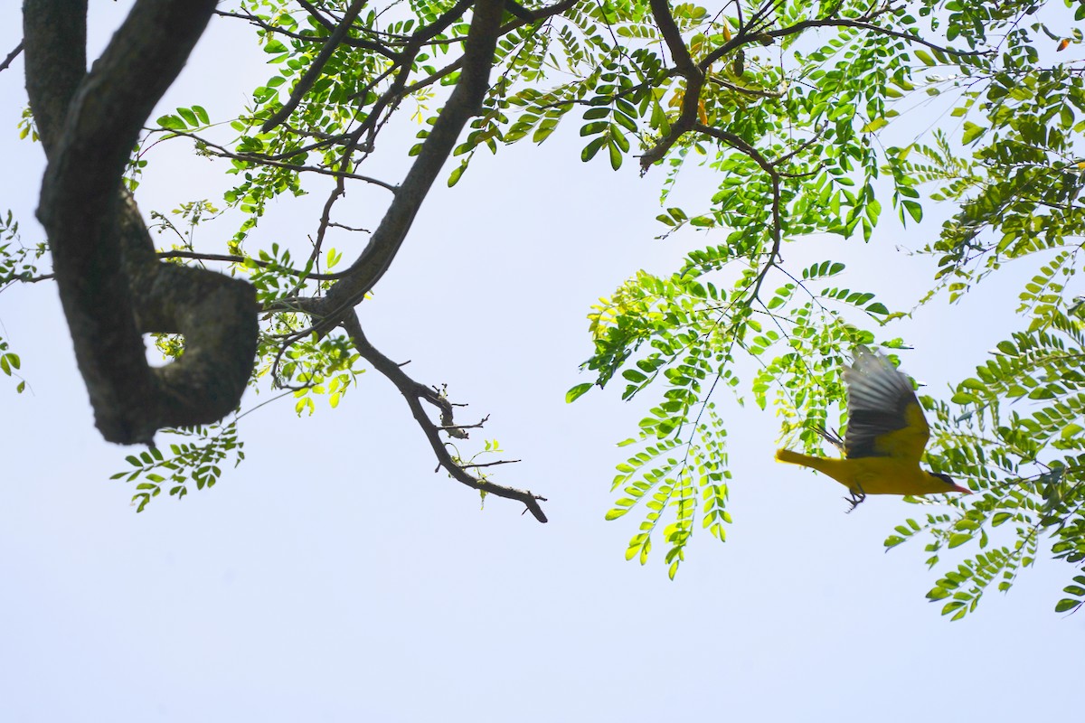 Black-naped Oriole - ML644544084