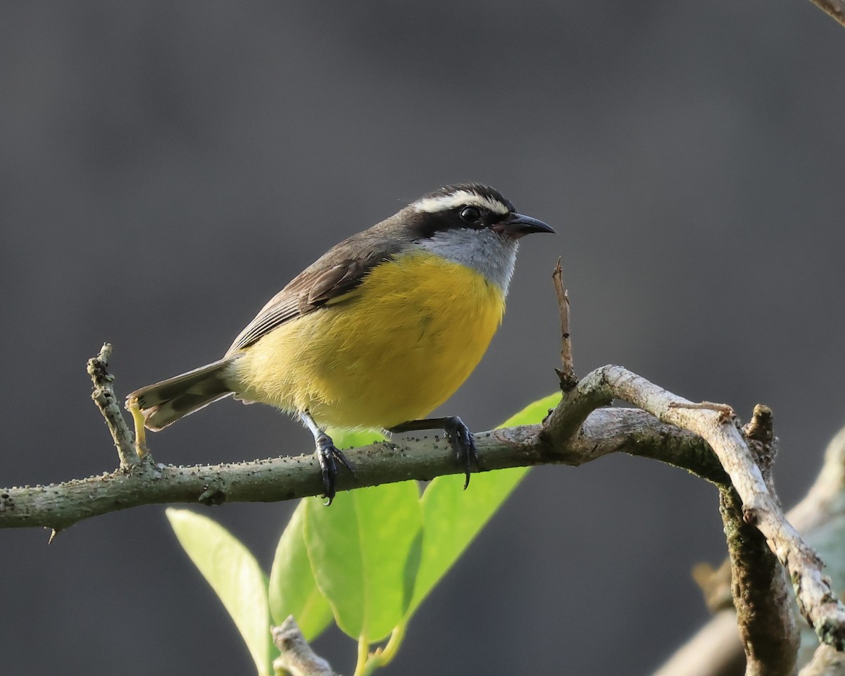 Bananaquit - ML644544086