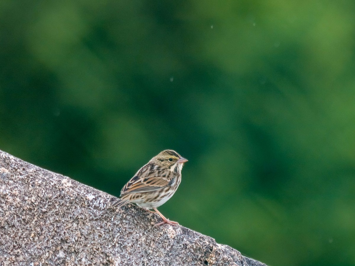 Savannah Sparrow - ML644544095