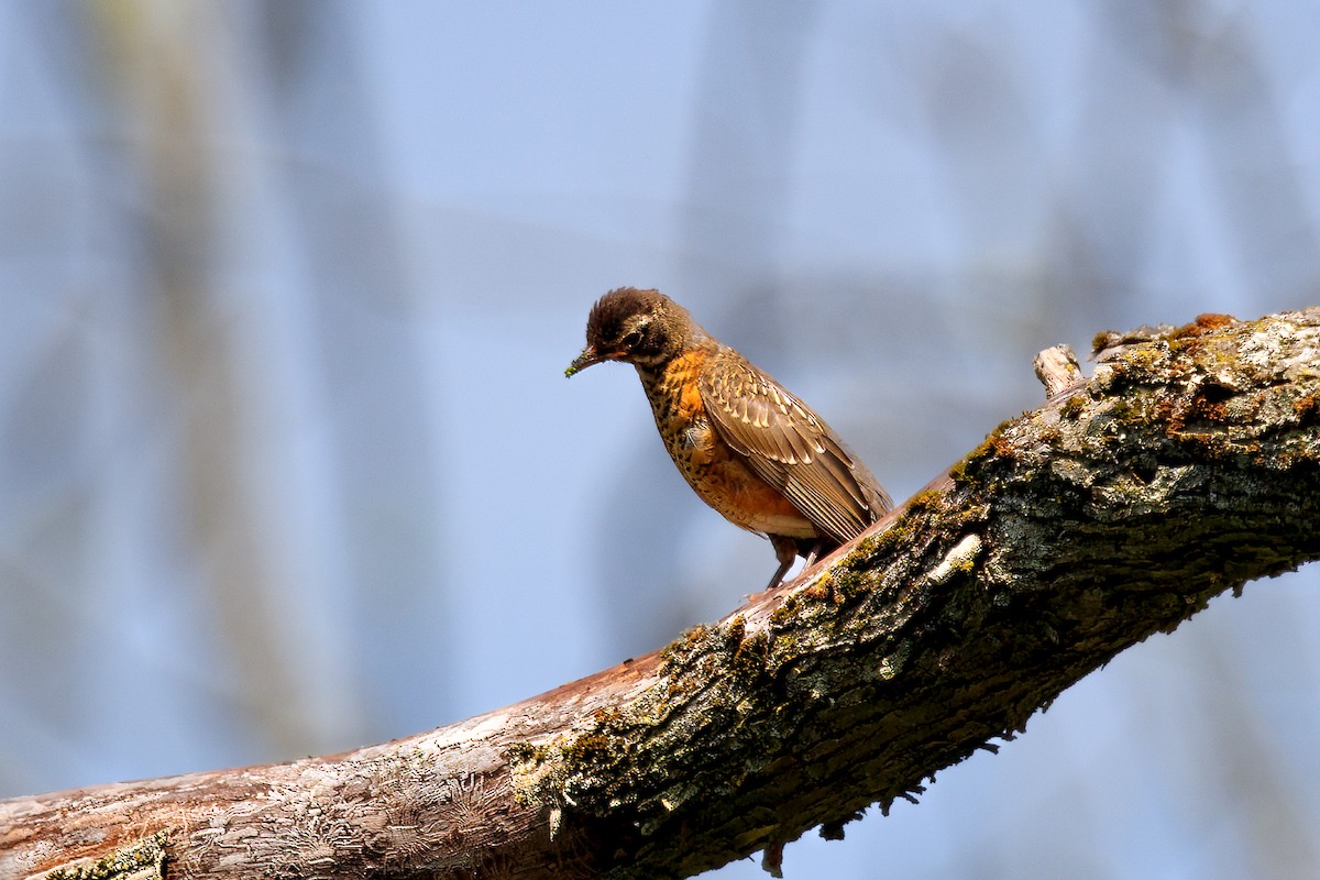 קיכלי נודד - ML644544096