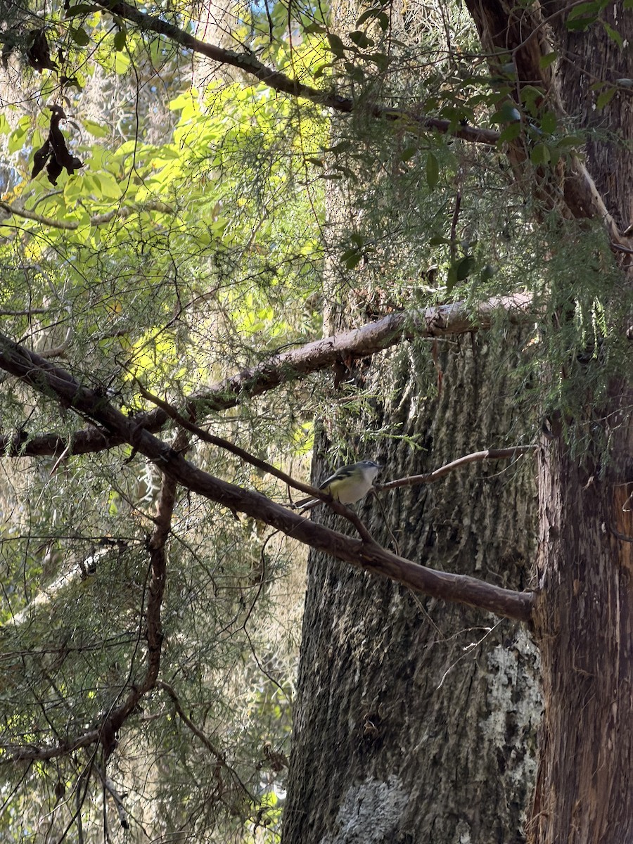 eremittvireo - ML644544099