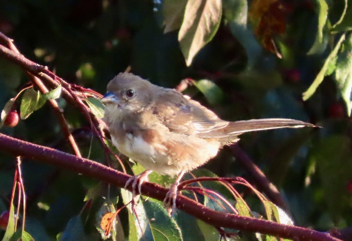 Eastern Towhee - ML644544100
