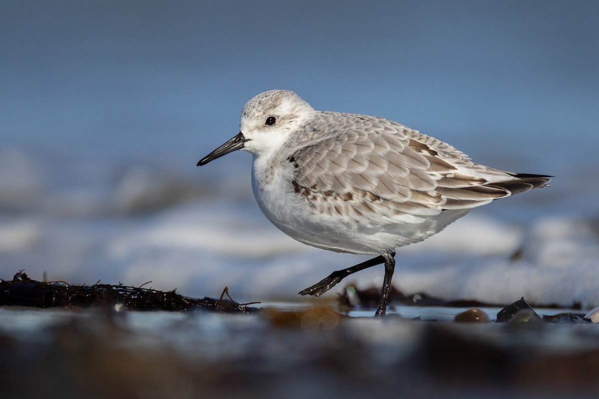 Sanderling - ML644544102