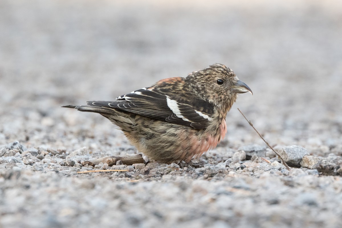 White-winged Crossbill - ML644544118