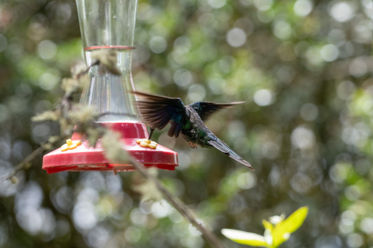 Great Sapphirewing - ML644544119