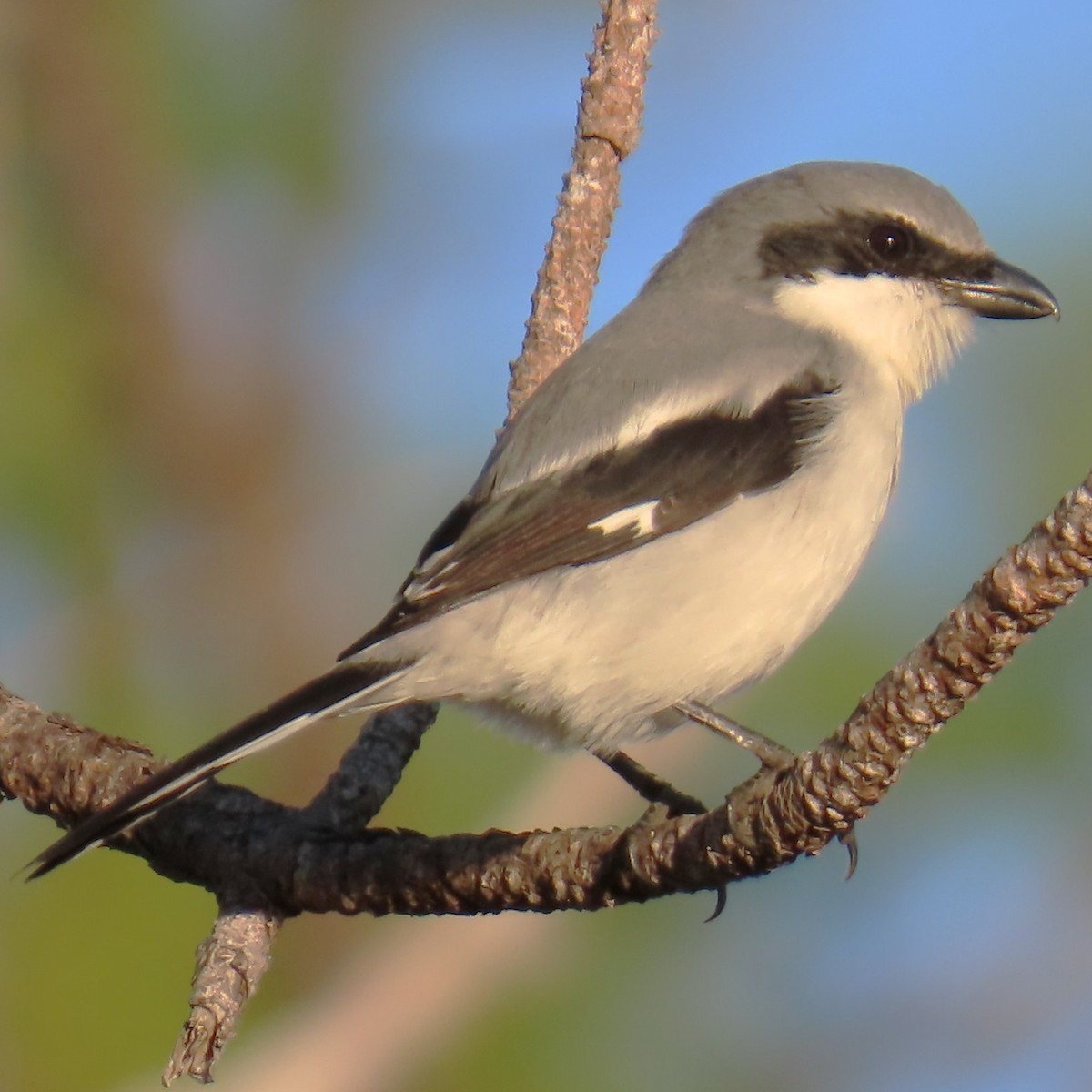 Loggerhead Shrike - ML644544122