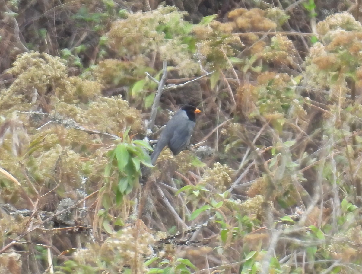 Black-cowled Saltator - ML644544130